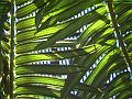 Fertile fronds of ferns, Fern house, Royal Botanic Gardens IMGP2584